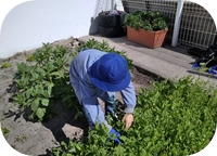 Horta biológica e árvores de fruto