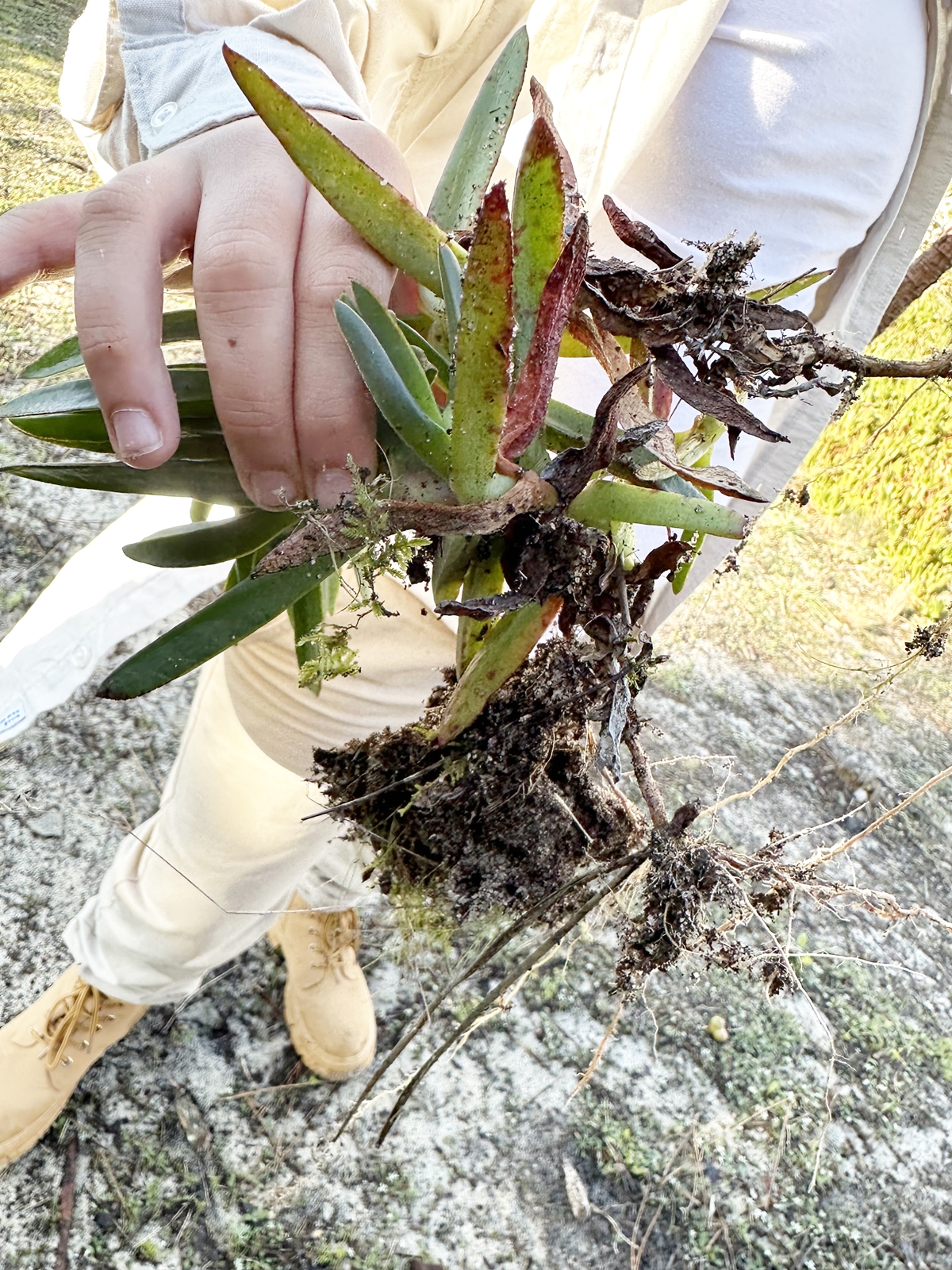 Caca Invasoras 2